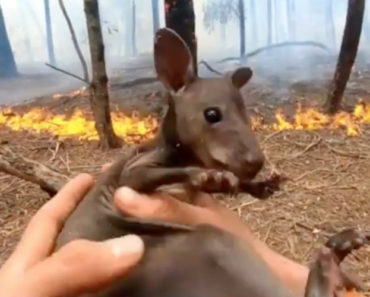 Bombeiro Voluntário Salva Canguru Bebé Dos Incêndios Na Austrália