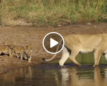 4 Leões Bebés Aprendem a Atravessar Riacho Seguindo As Pisadas Da Mãe