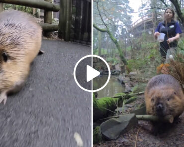 A Vida Atarefada Do Castor Filbert Num Zoo Dos EUA A Vida Atarefada Do Castor Filbert Num Zoo Dos EUA