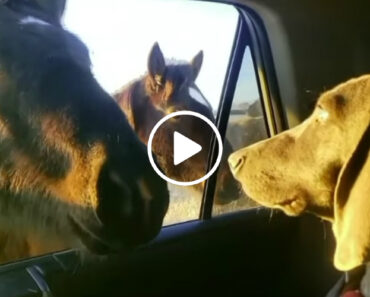 Cavalo Vem “Dizer Olá” a Um Cão Que Estava Dentro De Um Carro Cavalo Vem “Dizer Olá” a Um Cão Que Estava Dentro De Um Carro
