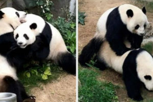 VIDEO: Após 10 Anos De Tentativas Pandas Em zoológico Acasalam Graças Ao Isolamento