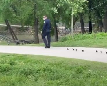 VIDEO: Polícia Ajuda Patos Bebés a Reencontrarem a Mãe VIDEO: Polícia Ajuda Patos Bebés a Reencontrarem a Mãe