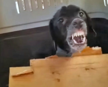 O Momento Em Que Um Cão Maltratado “Rende-se” Aos Carinhos De Um Humano Pela 1ª Vez O Momento Em Que Um Cão Maltratado “Rende-se” Aos Carinhos De Um Humano Pela 1ª Vez