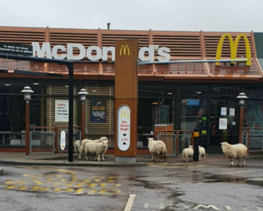 Ovelhas Aproveitam Ausência De Humanos Para Visitar o McDonald’s