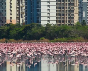 flamingos