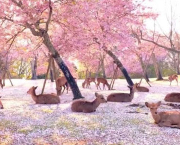 VIDEO: Sem Turistas Por Perto, Veados Japoneses Descansam Sob As Cerejeiras Em Flor