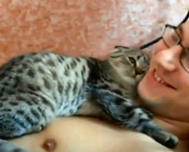 Quando Esta Gatinha Decide Que é Hora De Mimos Nada a Faz Parar