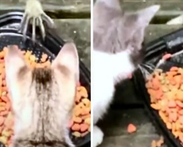 VIDEO: Astuto Guaxinim Rouba Comida De Dois Gatos De Forma Engenhosa