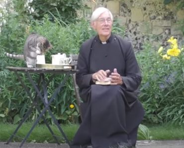 Gato Matreiro Bebe Chávena De Leite De Padre Durante Missa Online Gato Matreiro Bebe Chávena De Leite De Padre Durante Missa Online