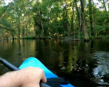 VIDEO: Homem Em Caiaque é Surpreendido Por Enorme Jacaré Quando Remava Em Zona Pantanosa