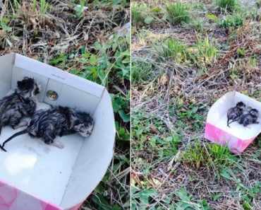 Bombeiros Salvam Gatos Bebés Atirados Ao Rio Dentro De Saco De Plástico Na Lourosa Bombeiros Salvam Gatos Bebés Atirados Ao Rio Dentro De Saco De Plástico Na Lourosa