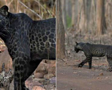 Turista Fotografou Leopardo Negro Raro Numa Reserva Na Índia