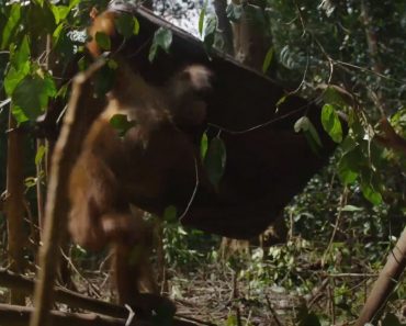 A Tentativa Frustrada De Orangotango Em Deitar-se Numa Cama De “Rede” A Tentativa Frustrada De Orangotango Em Deitar-se Numa Cama De “Rede”