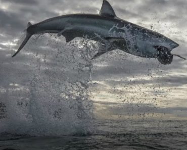 Especialista Regista o Salto Mais Imponente Alguma Vez Visto De Um Tubarão-Branco Especialista Regista o Salto Mais Imponente Alguma Vez Visto De Um Tubarão-Branco