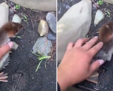 Pequeno Patinho é o Novo Recordista Dos 100 Metros Pequeno Patinho é o Novo Recordista Dos 100 Metros