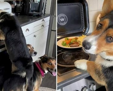 Hugo, Um Cão Da Raça Corgi, Que Trabalha Em Equipa Com Os Seus “Irmãos” Hugo, Um Cão Da Raça Corgi, Que Trabalha Em Equipa Com Os Seus “Irmãos”