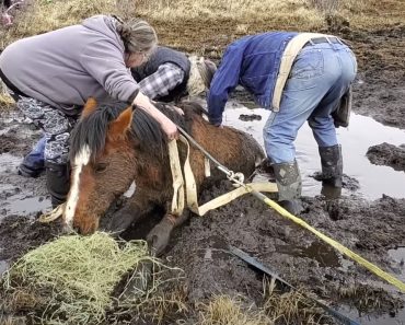 Grupo De Amigos Salva Égua Selvagem Presa Em Buraco De lama Grupo De Amigos Salva Égua Selvagem Presa Em Buraco De lama