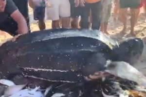 VIDEO: Tartaruga Gigante Resgatada e Devolvida Ao Mar Por Pescadores Na Praia Da Torreira, Murtosa
