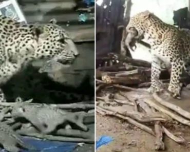 VIDEO: Mãe Leopardo Que Deu à Luz Dentro De Uma Cabana Leva As Suas Crias De Volta à Selva VIDEO: Mãe Leopardo Que Deu à Luz Dentro De Uma Cabana Leva As Suas Crias De Volta à Selva