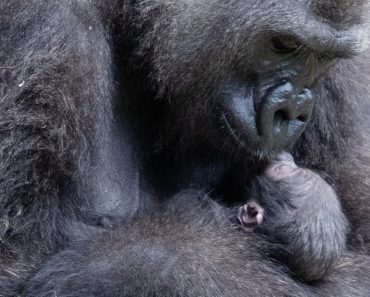 VIDEO: Nasceu Um Gorila De Uma Espécie Em Extinção. Eis As Ternurentas Imagens