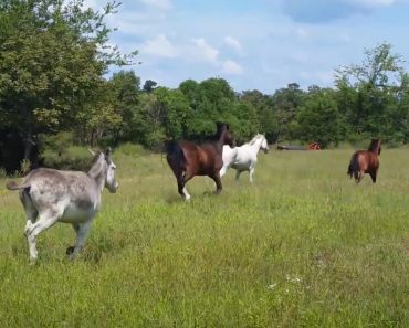 VIDEO: Bezerra Tenta De Maneira Hilariante Acompanhar Os Seus Amigos Cavalos