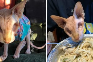 VIDEO: Este é Jasper, o Gato Sem Olhos e Sem Pelo Que é Um Sucesso No Instagram