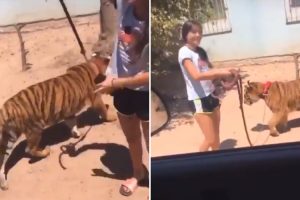 VIDEO: Jovem Mexicana Leva o Seu Tigre Para Passear Na Rua