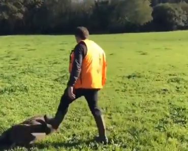 Javali Finge-se De Morto e Ataca Caçadores Quando o Vão Buscar Javali Finge-se De Morto e Ataca Caçadores Quando o Vão Buscar