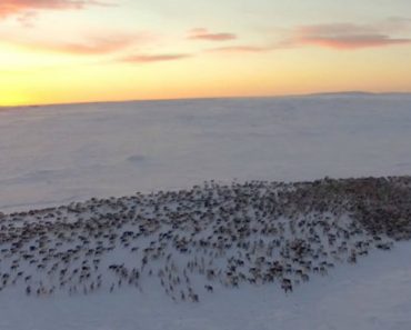 As Impressionantes Imagens Da Migração De 3.500 Renas Na Noruega As Impressionantes Imagens Da Migração De 3.500 Renas Na Noruega