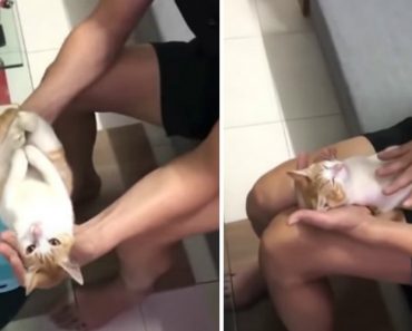 Ensina Como Dar Banho a Um Bebé Usando Um Gato Como Exemplo Ensina Como Dar Banho a Um Bebé Usando Um Gato Como Exemplo