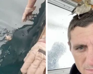 Tripulação Resgata Pequeno Passarinho Perdido No Mar e Trata-o Como Um Rei Tripulação Resgata Pequeno Passarinho Perdido No Mar e Trata-o Como Um Rei