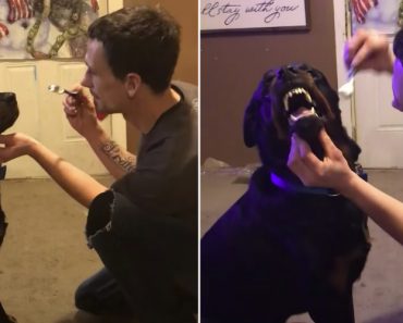 Como Se Escova Os Dentes a Um Rottweiler