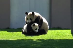 Mãe Panda a Brincar Com o Seu Filhote é o Vídeo Mais Fofo Que Irá Ver Hoje