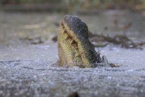 É Assim Que Os Crocodilos Sobrevivem Quando a Água Congela