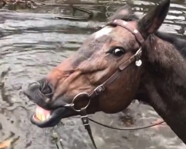 Não Existe Cavalo Mais Feliz Que Este Quando Brinca Na Água Não Existe Cavalo Mais Feliz Que Este Quando Brinca Na Água