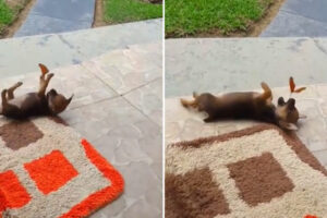 Cachorrinho Tenta Livrar-se De Borboleta “Irritante”