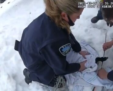 Polícia Resgata Ganso Que Tinha Uma Flecha Atravessada Na Cabeça Polícia Resgata Ganso Que Tinha Uma Flecha Atravessada Na Cabeça