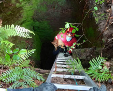 Bombeiros Salvam Cão Que Caiu Em Poço Durante Treino Em Paredes Bombeiros Salvam Cão Que Caiu Em Poço Durante Treino Em Paredes