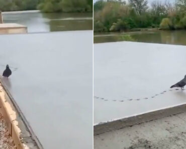 Pombo Invade Obra Para Confirmar Se o Cimento Está Seco Pombo Invade Obra Para Confirmar Se o Cimento Está Seco