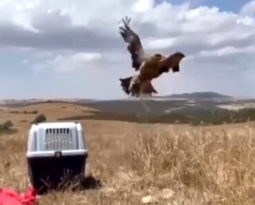 Águia Imperial Reabilitada Em Lisboa Regressa à Liberdade Águia Imperial Reabilitada Em Lisboa Regressa à Liberdade