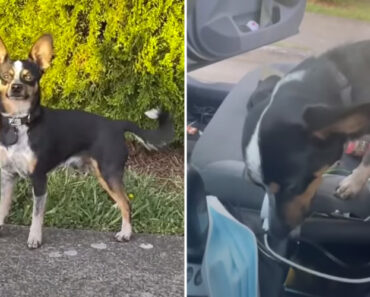 Cão Fica Com Vergonha Depois De Ser Apanhado a Tentar Sair De Casa Cão Fica Com Vergonha Depois De Ser Apanhado a Tentar Sair De Casa