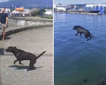 Cão Faz Impressionante Salto Para Apanhar Pau Que Caiu Na Água