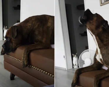 Boxer