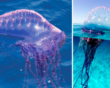 Vídeo Impressionante Sobre a Mortífera Caravela Portuguesa Vídeo Impressionante Sobre a Mortífera Caravela Portuguesa