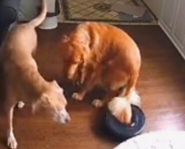 Roomba Aspira Cauda De Golden Retriever, e Animal Entra Em Pânico