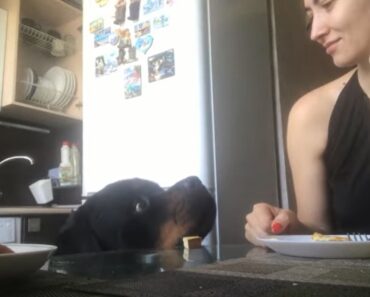 Este Rottweiler Merece Um Oscar Por Esta Representação Este Rottweiler Merece Um Oscar Por Esta Representação