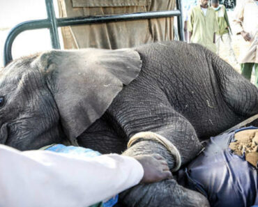 Elefante Bebé Órfão Resgatado Por Equipa De ONG De Proteção Animal Elefante Bebé Órfão Resgatado Por Equipa De ONG De Proteção Animal