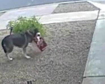 Cão Apanhado a Fazer “Compras” De Natal No Alpendre Do Vizinho Cão Apanhado a Fazer “Compras” De Natal No Alpendre Do Vizinho