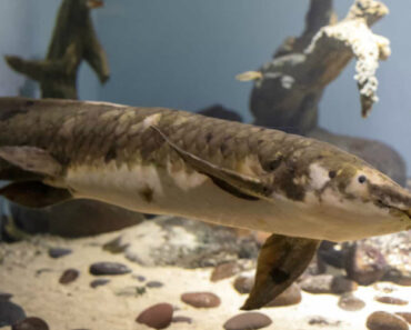 Este é Methuselah, o Peixe Mais Antigo Do Mundo Em Aquário Que Gosta De Festas Na Barriga Este é Methuselah, o Peixe Mais Antigo Do Mundo Em Aquário Que Gosta De Festas Na Barriga