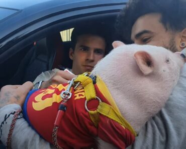 Ver Para Crer: Jogador Do Barcelona Saiu Do Treino e Até Um Porco Autografou Ver Para Crer: Jogador Do Barcelona Saiu Do Treino e Até Um Porco Autografou